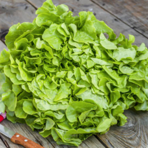 SALADE FEUILLE DE CHENE LA PIECE